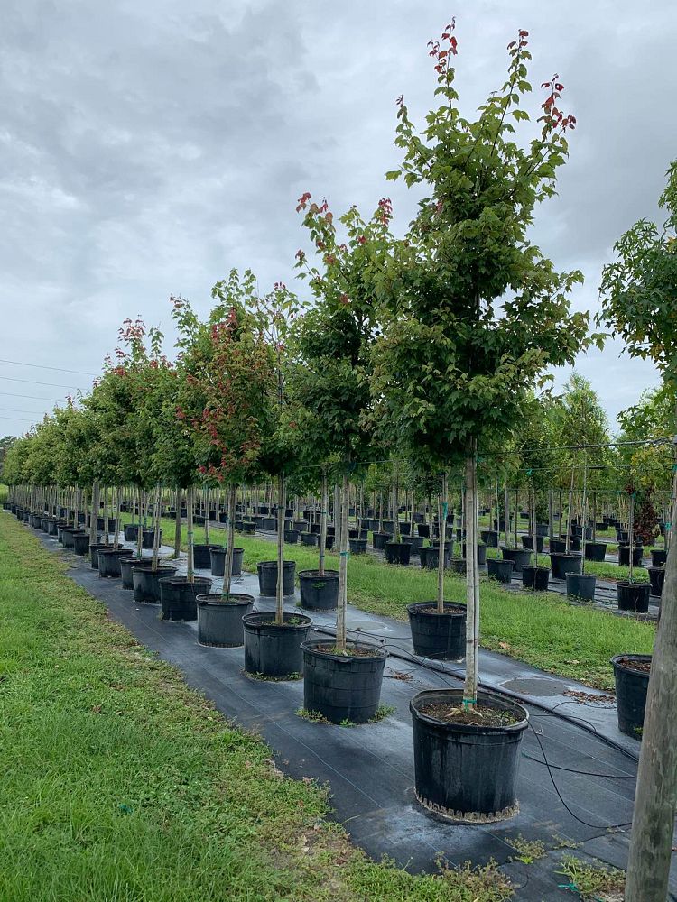 acer-rubrum-florida-flame-red-maple