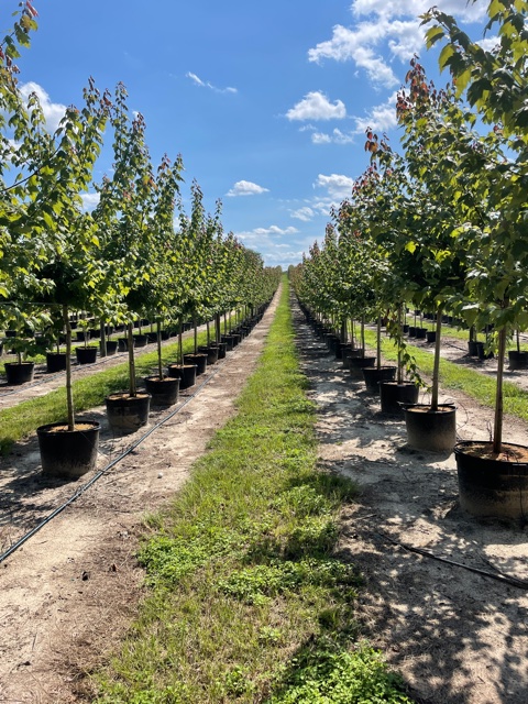 acer-rubrum-florida-flame-red-maple