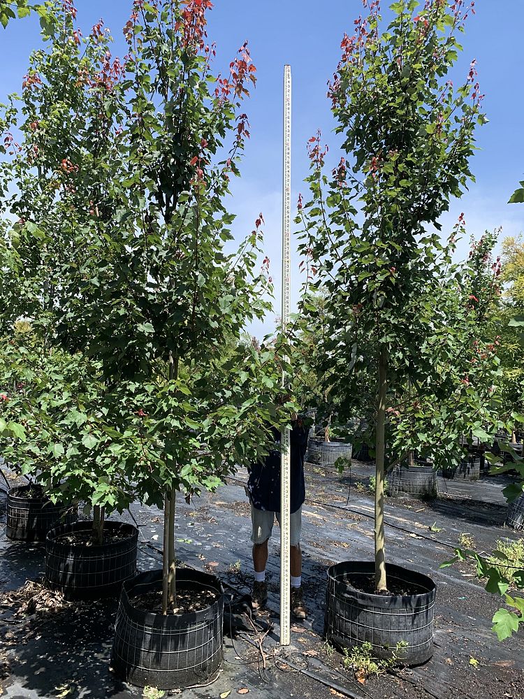 acer-rubrum-florida-flame-red-maple