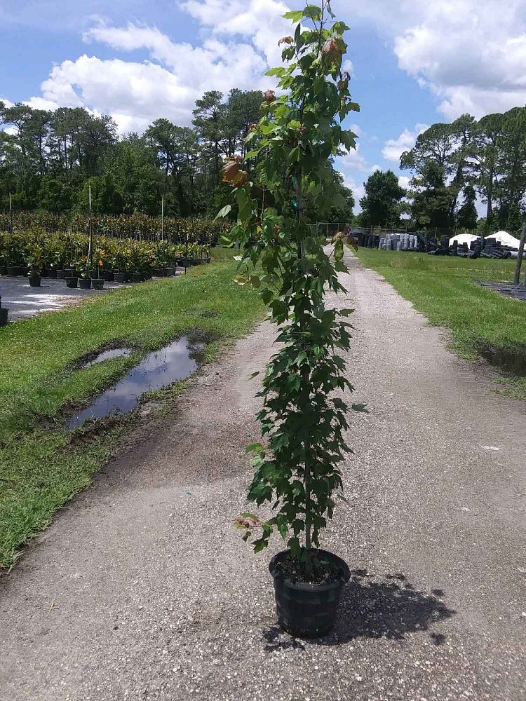 acer-rubrum-florida-flame-red-maple