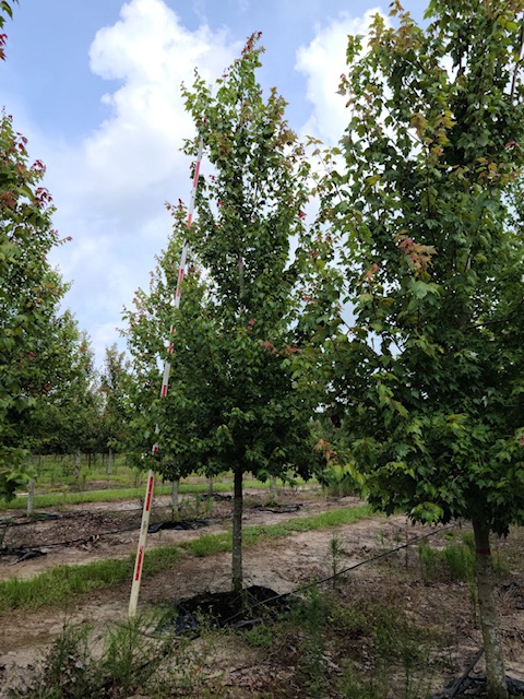 acer-rubrum-florida-flame-red-maple