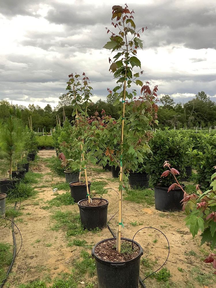 acer-rubrum-florida-flame-red-maple