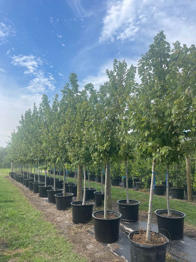 acer-rubrum-florida-flame-red-maple