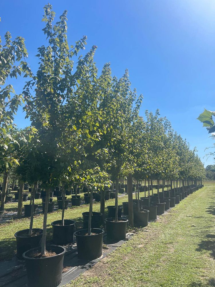 acer-rubrum-florida-flame-red-maple