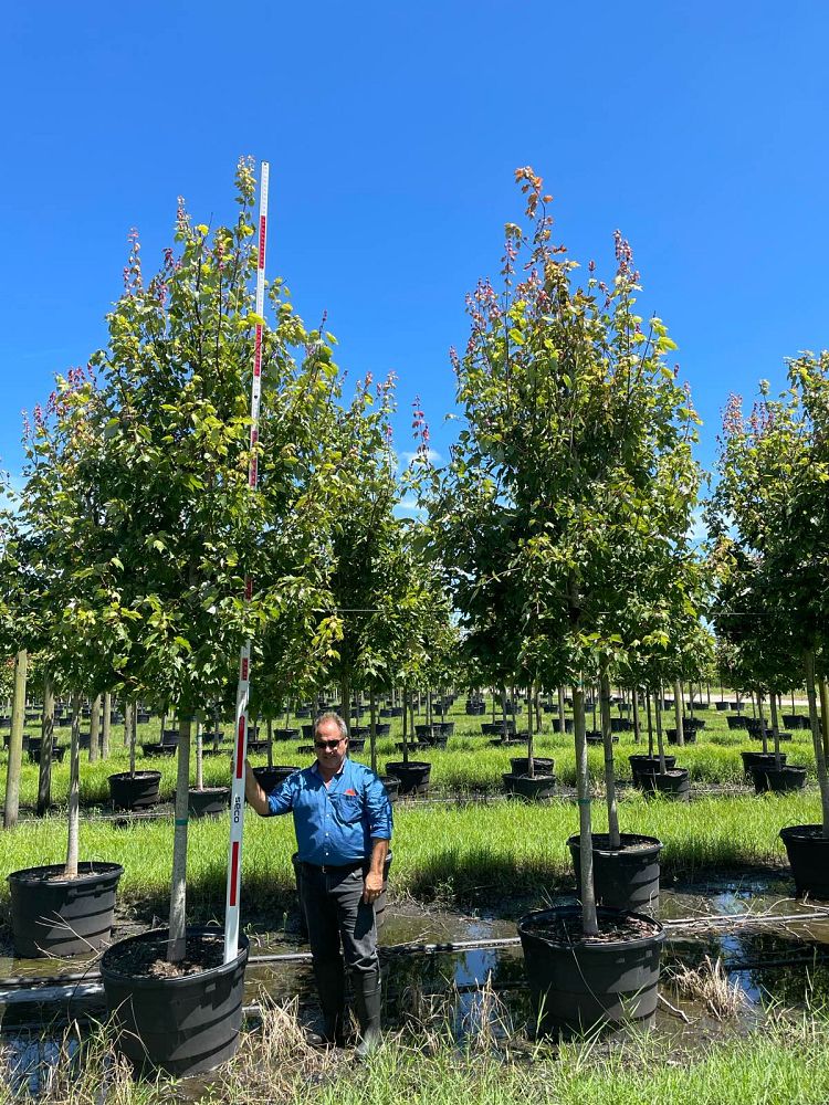 acer-rubrum-florida-flame-red-maple