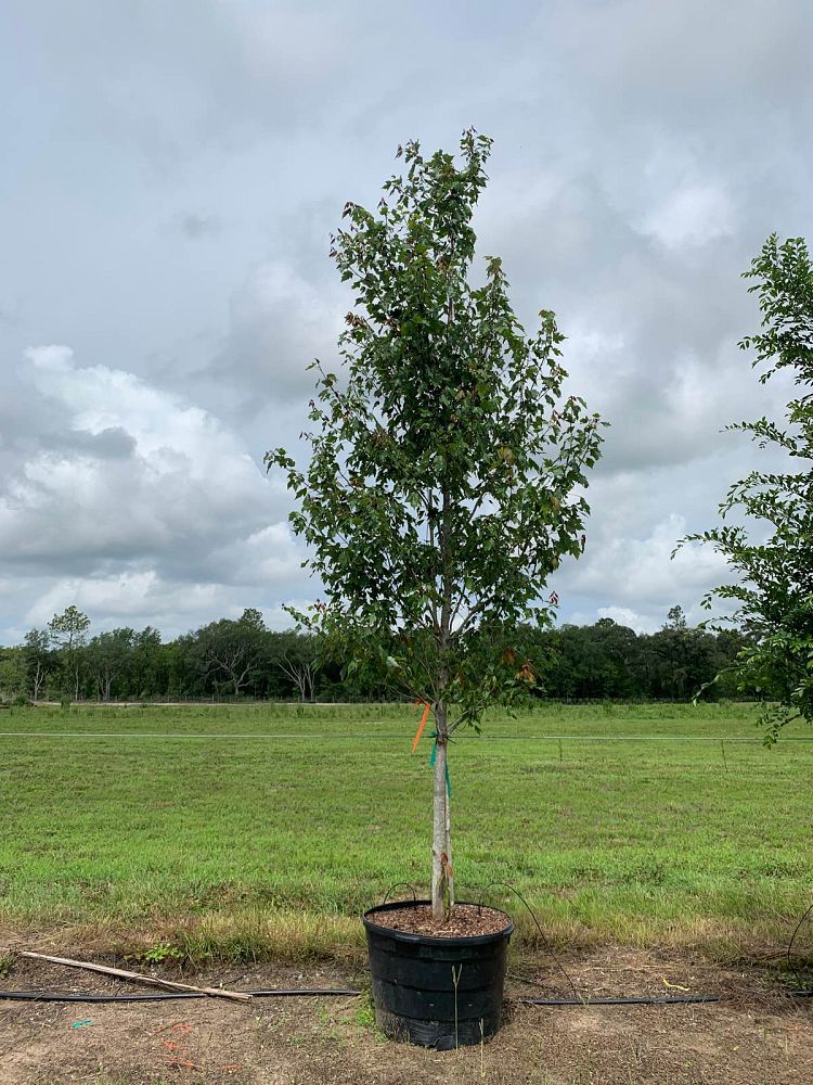 acer-rubrum-florida-flame-red-maple