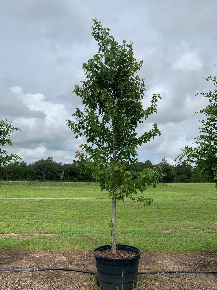acer-rubrum-florida-flame-red-maple