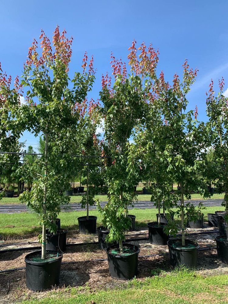 acer-rubrum-florida-flame-red-maple