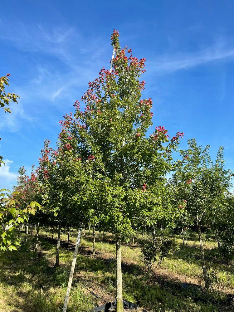 acer-rubrum-florida-flame-red-maple