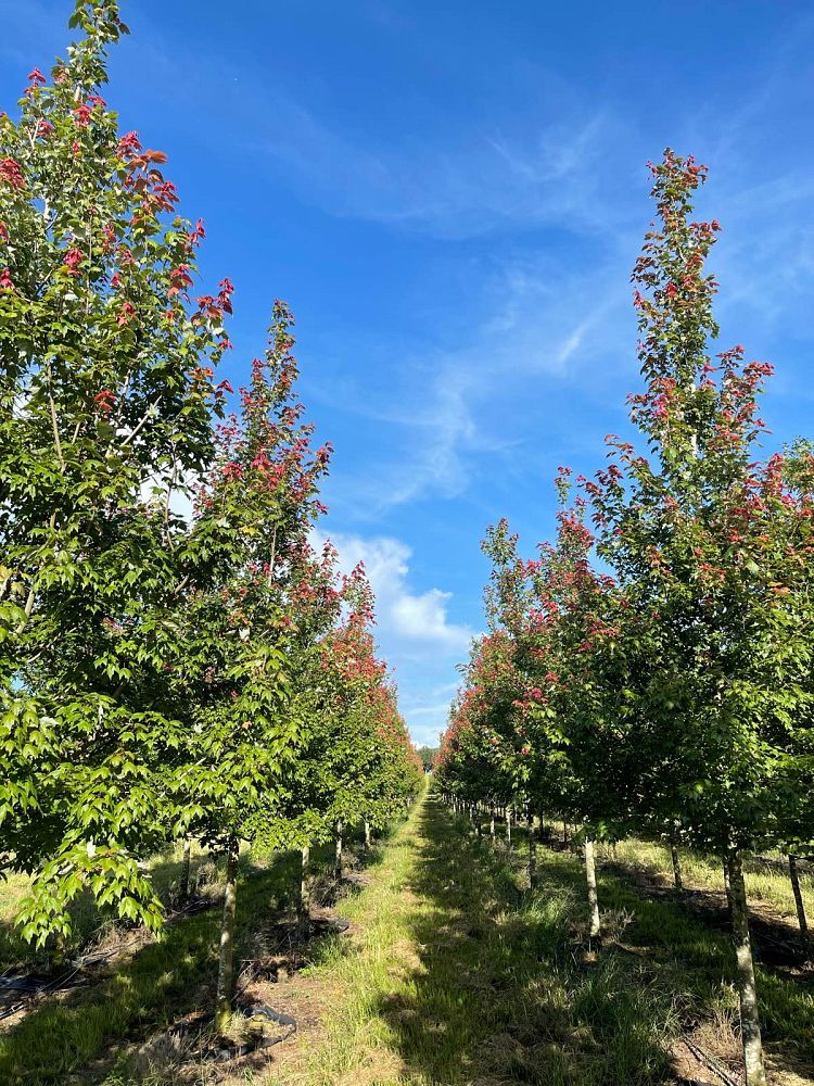 acer-rubrum-florida-flame-red-maple