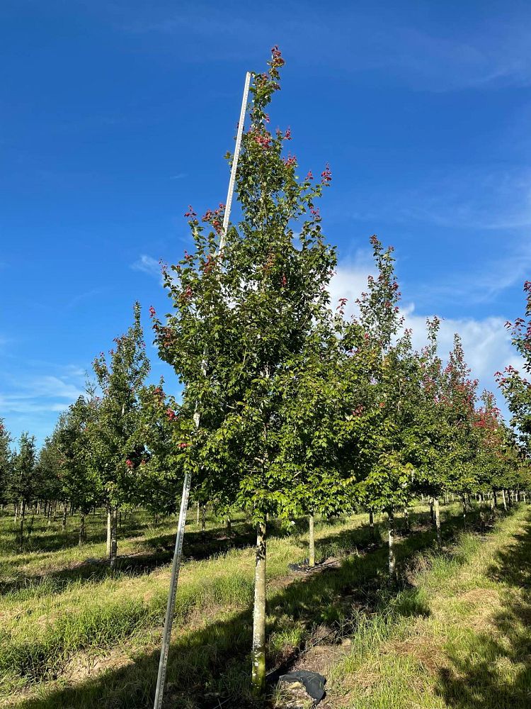 acer-rubrum-florida-flame-red-maple