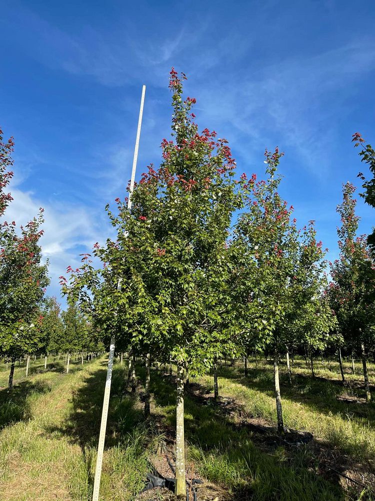 acer-rubrum-florida-flame-red-maple