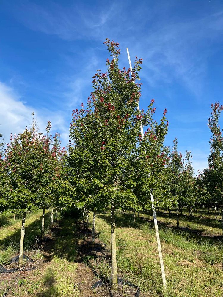 acer-rubrum-florida-flame-red-maple