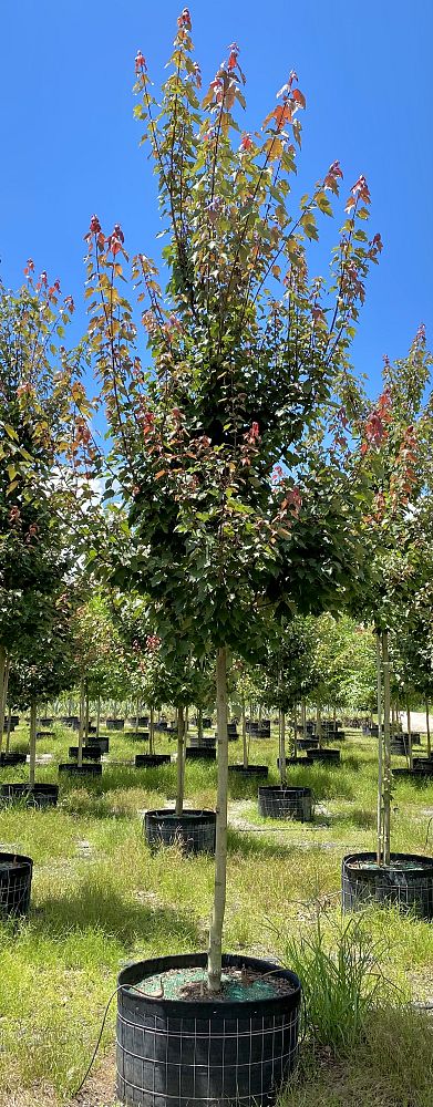 acer-rubrum-florida-flame-red-maple