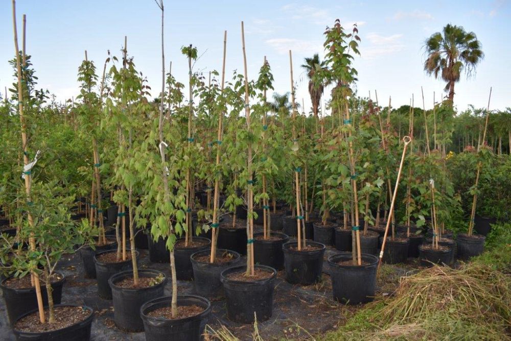 acer-rubrum-florida-flame-red-maple