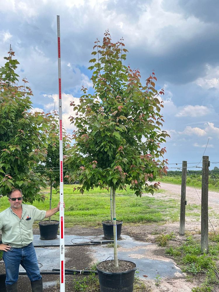acer-rubrum-florida-flame-red-maple