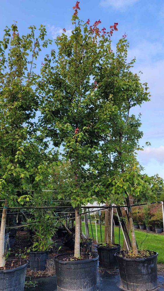 acer-rubrum-florida-flame-red-maple