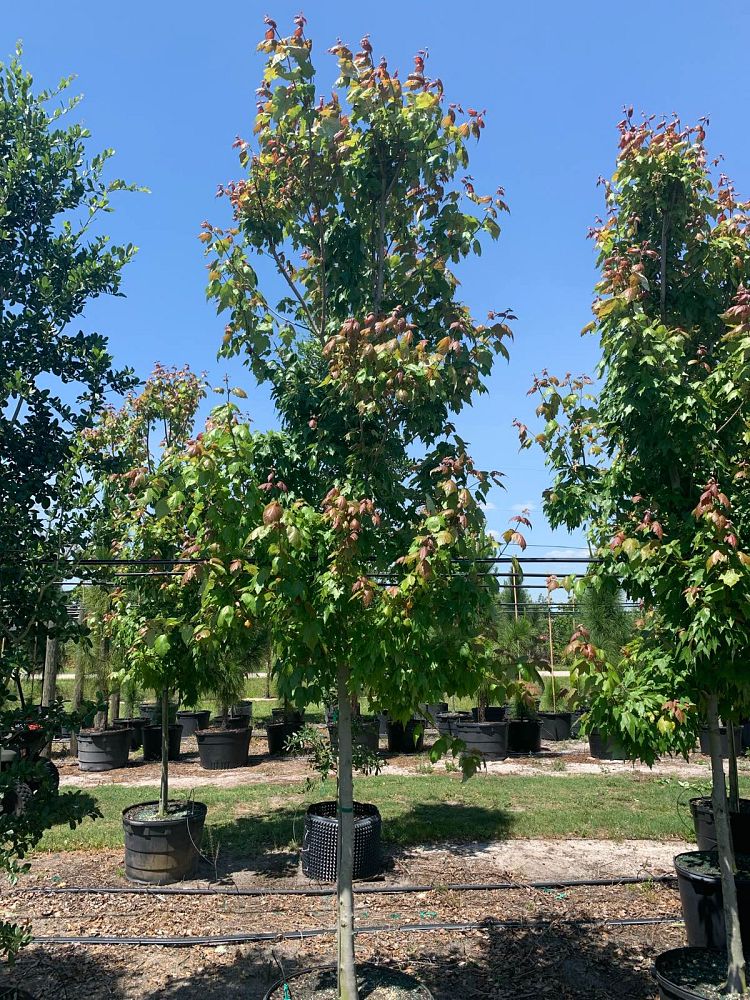 acer-rubrum-florida-flame-red-maple