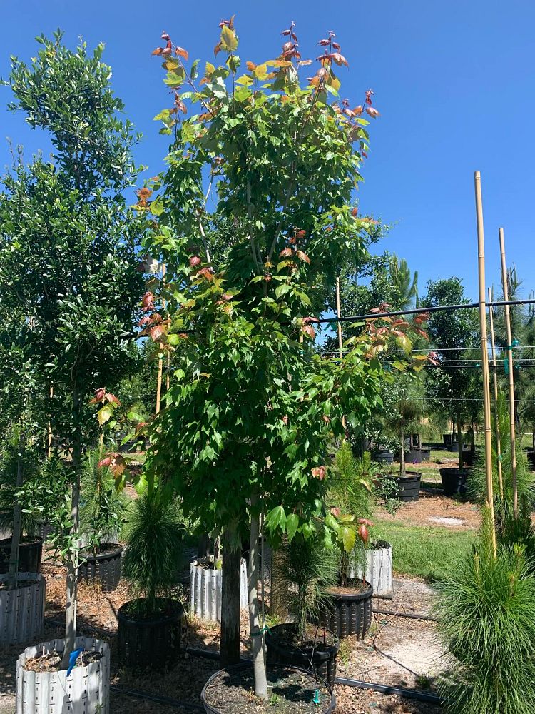 acer-rubrum-florida-flame-red-maple