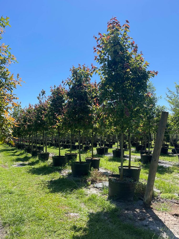 acer-rubrum-florida-flame-red-maple
