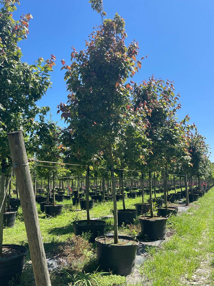 acer-rubrum-florida-flame-red-maple