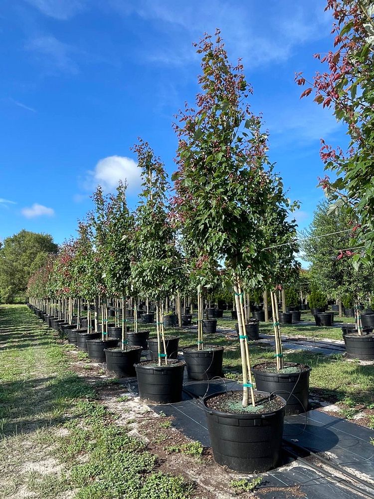 acer-rubrum-florida-flame-red-maple
