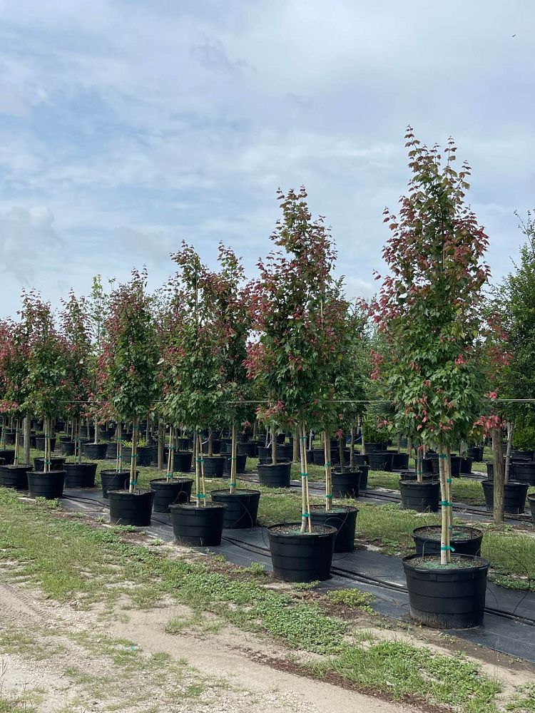 acer-rubrum-florida-flame-red-maple