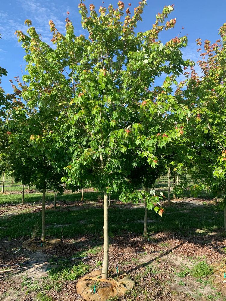 acer-rubrum-florida-flame-red-maple