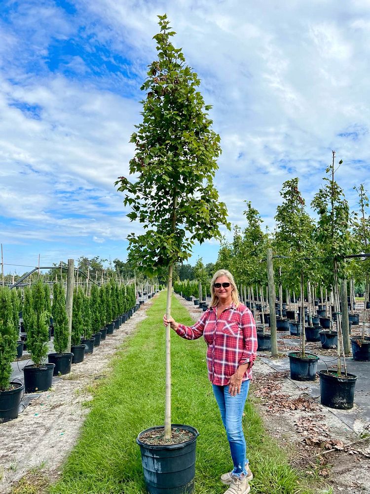 acer-rubrum-florida-flame-red-maple