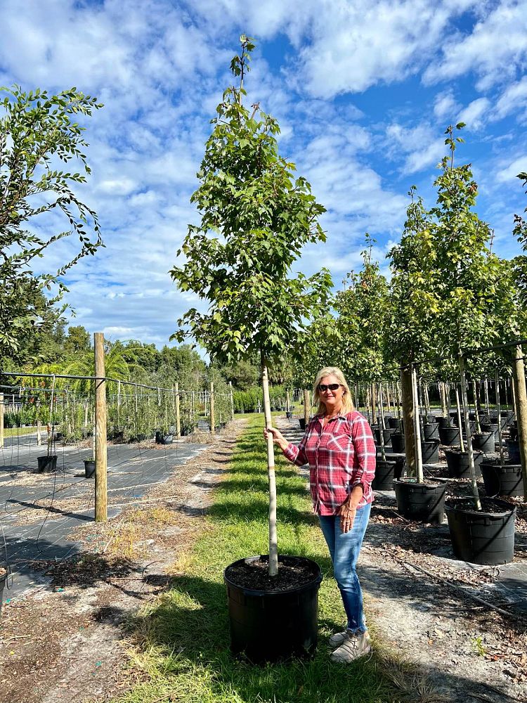 acer-rubrum-florida-flame-red-maple