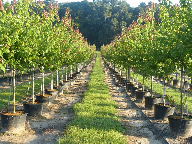 acer-rubrum-florida-flame-red-maple