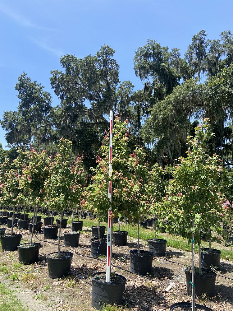 acer-rubrum-florida-flame-red-maple