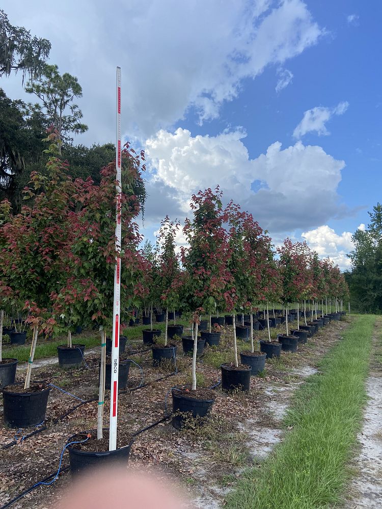 acer-rubrum-florida-flame-red-maple