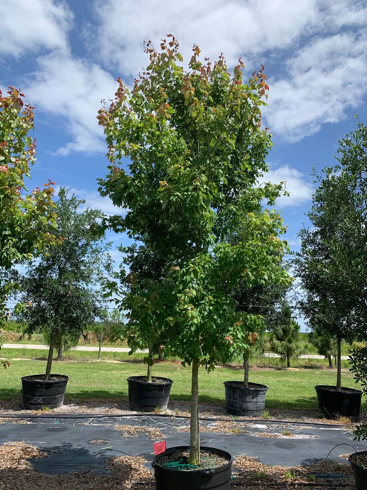 acer-rubrum-florida-flame-red-maple