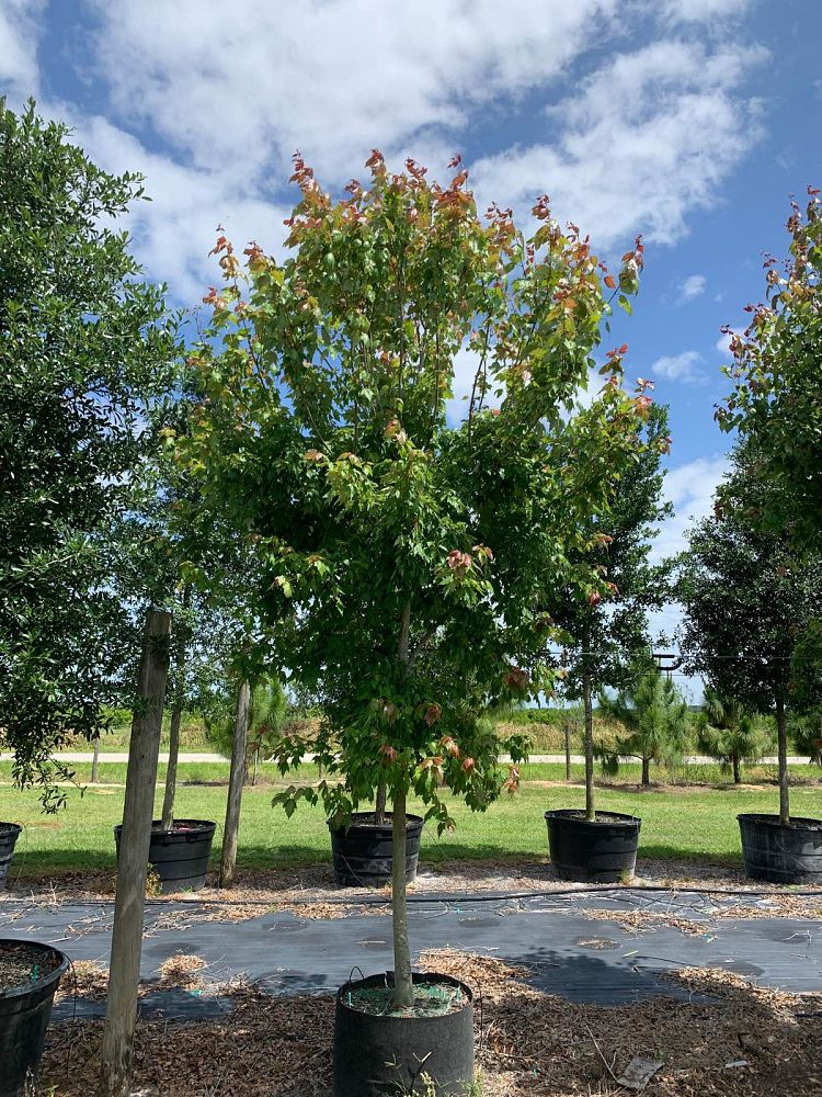 acer-rubrum-florida-flame-red-maple