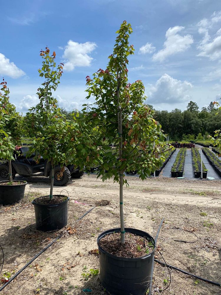 acer-rubrum-florida-flame-red-maple