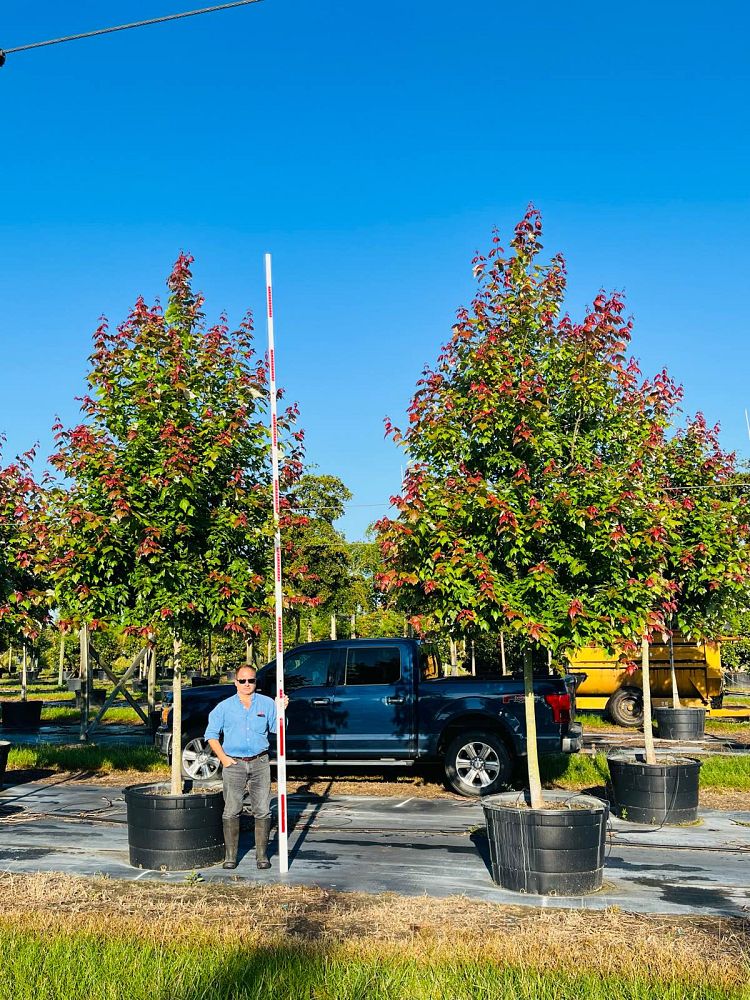 acer-rubrum-florida-flame-red-maple