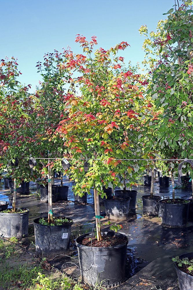 acer-rubrum-florida-flame-red-maple