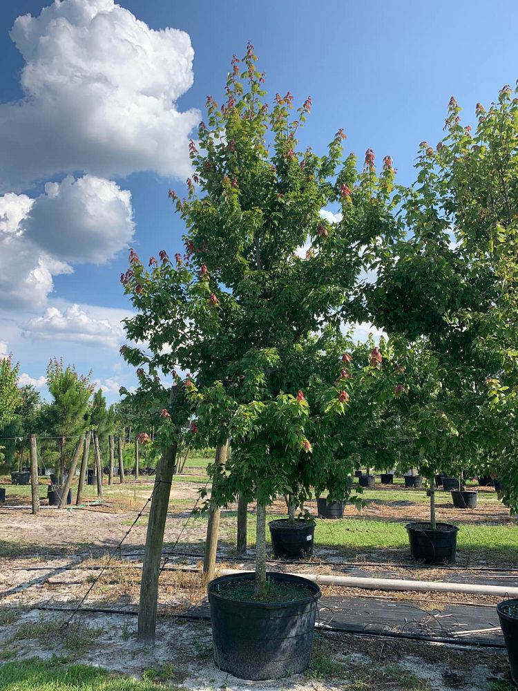 acer-rubrum-florida-flame-red-maple