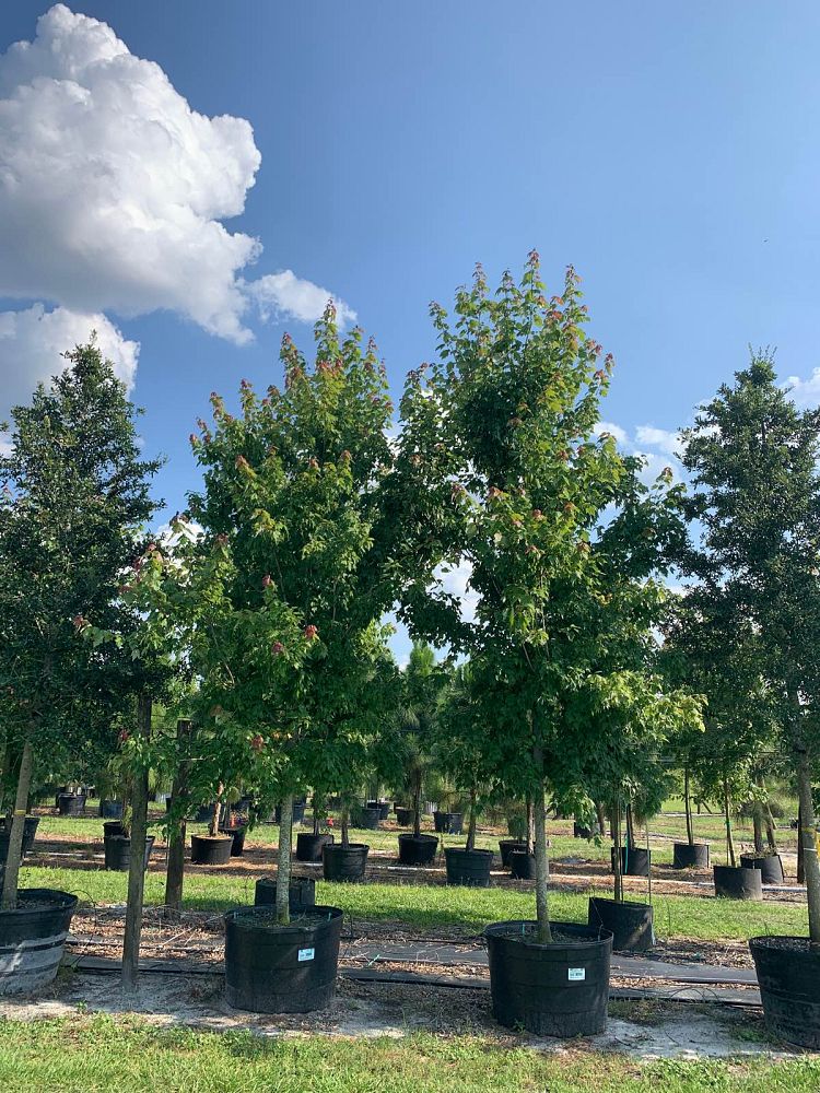 acer-rubrum-florida-flame-red-maple