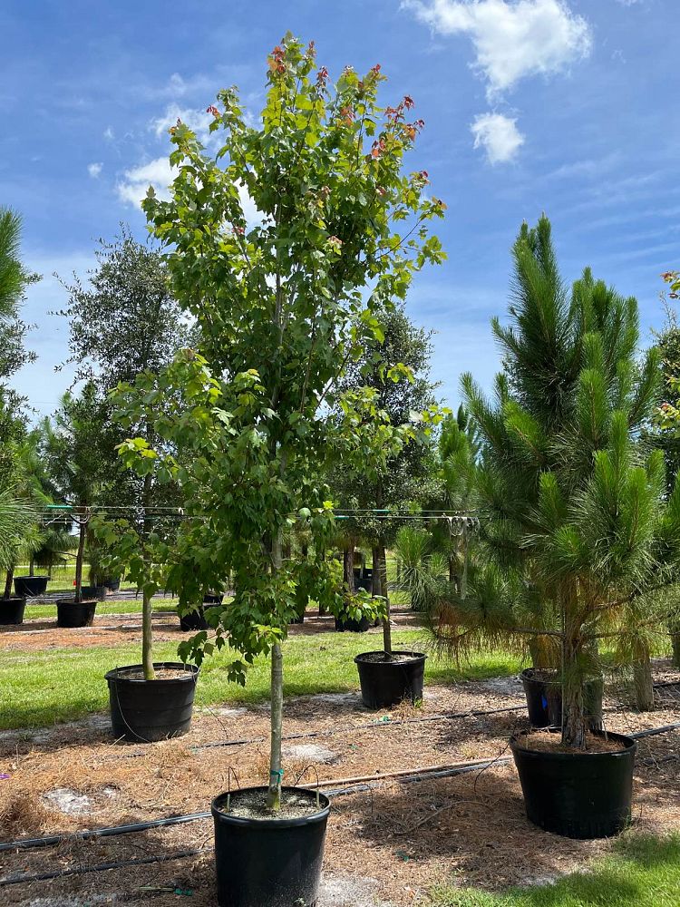 acer-rubrum-florida-flame-red-maple
