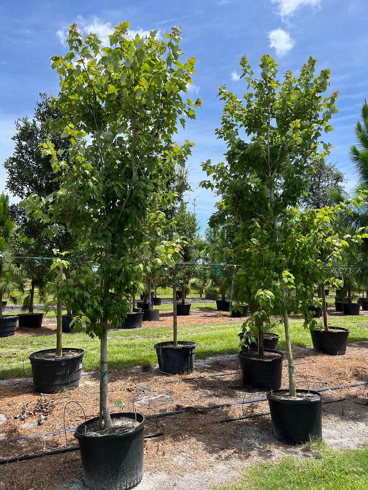 acer-rubrum-florida-flame-red-maple