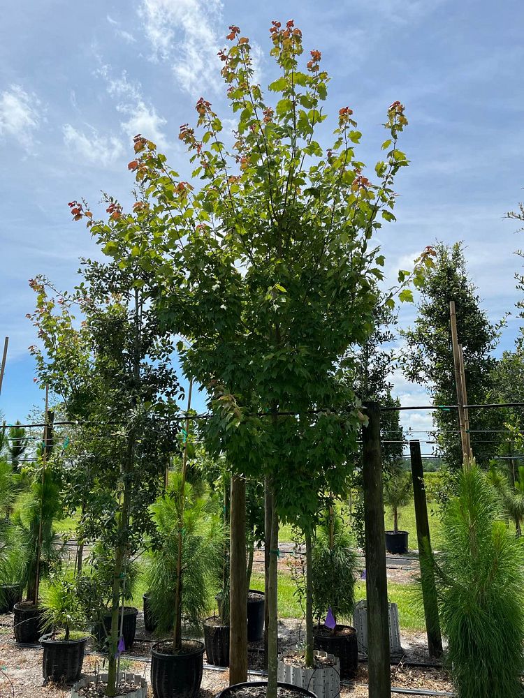 acer-rubrum-florida-flame-red-maple