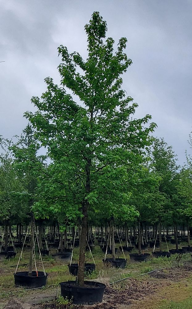acer-rubrum-florida-flame-red-maple