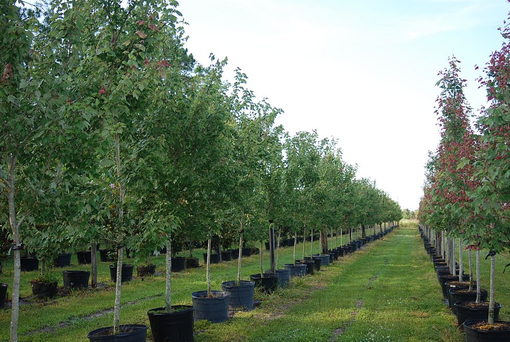 acer-rubrum-florida-flame-red-maple