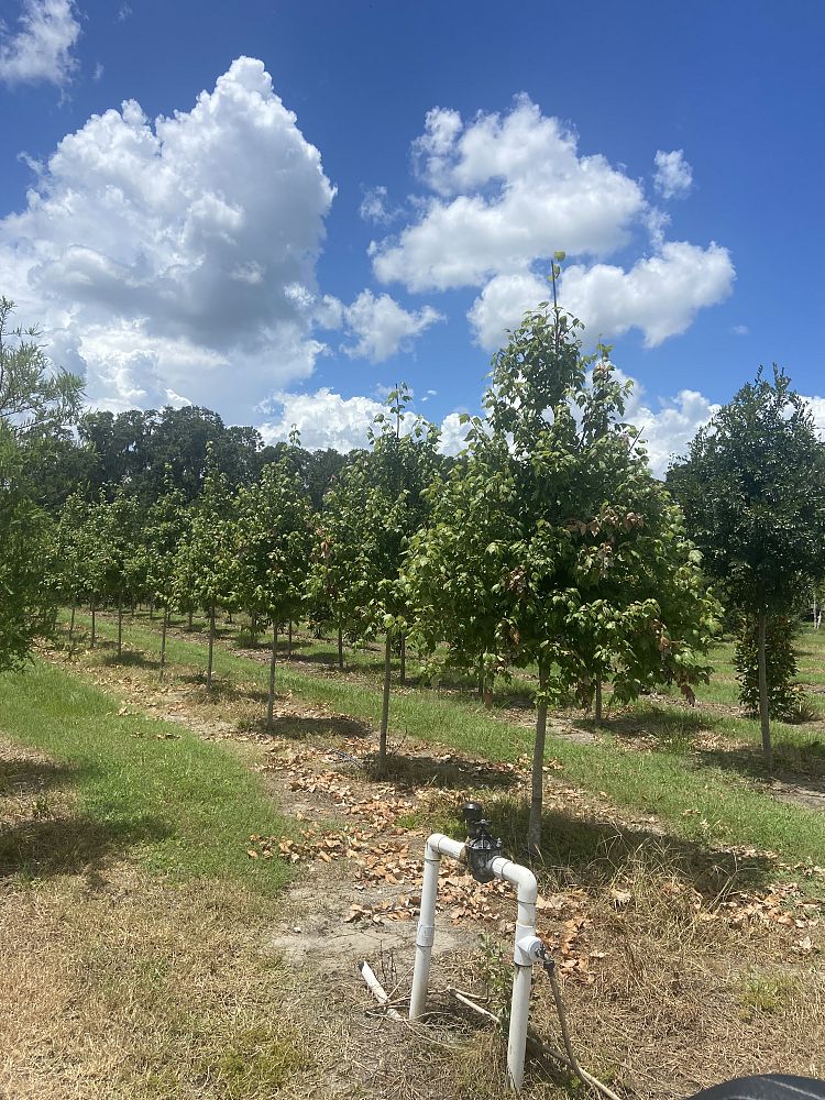 acer-rubrum-florida-flame-red-maple