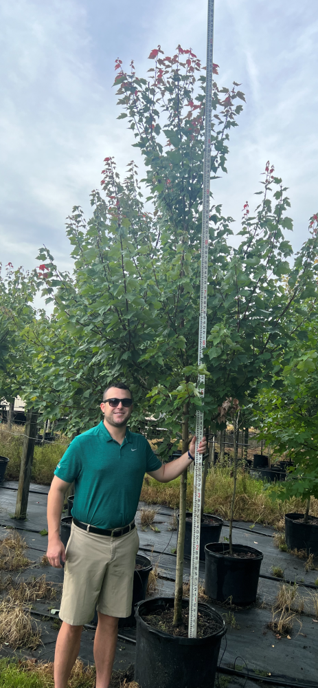 acer-rubrum-florida-flame-red-maple