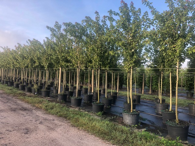 acer-rubrum-florida-flame-red-maple