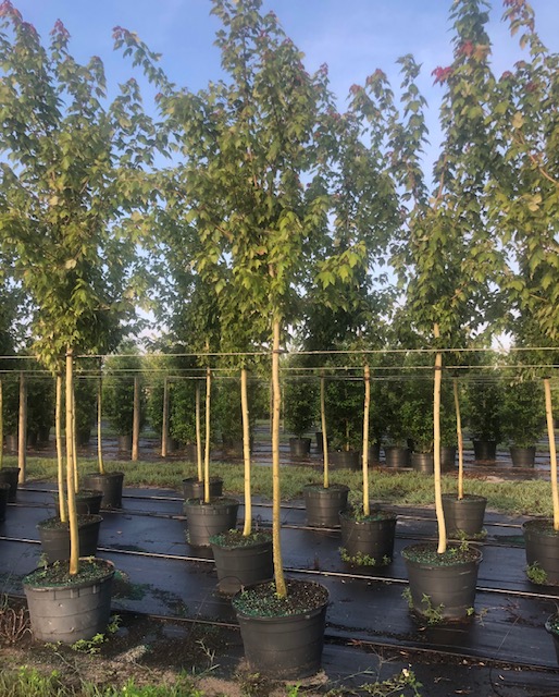 acer-rubrum-florida-flame-red-maple