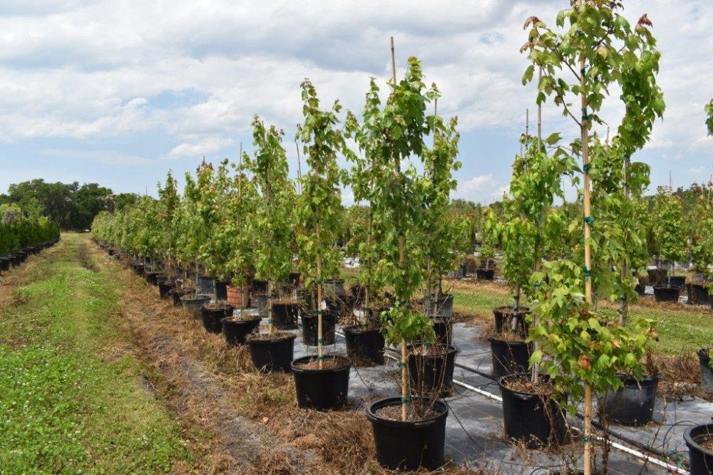 acer-rubrum-florida-flame-red-maple
